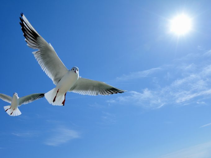 青色の空を飛ぶ白色の鳥